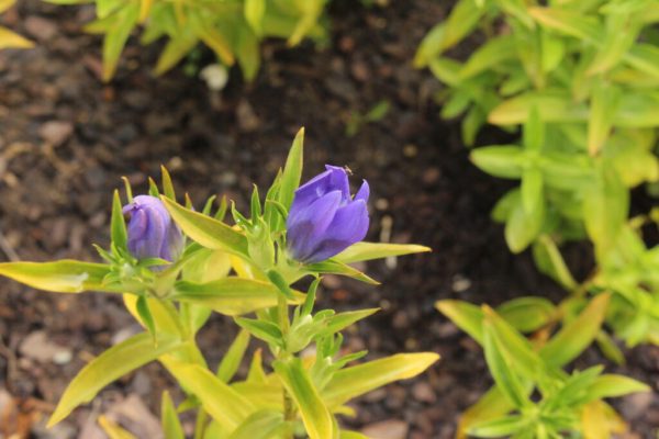 True Blue Gentian