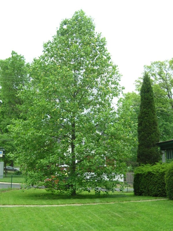 Tuliptree