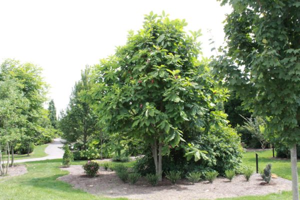 Umbrella Magnolia