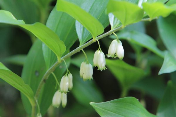 Valerie’s Song Solomon’s Seal