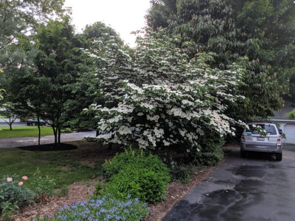 Venus Dogwood