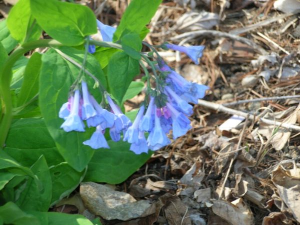 Virginia Bluebells