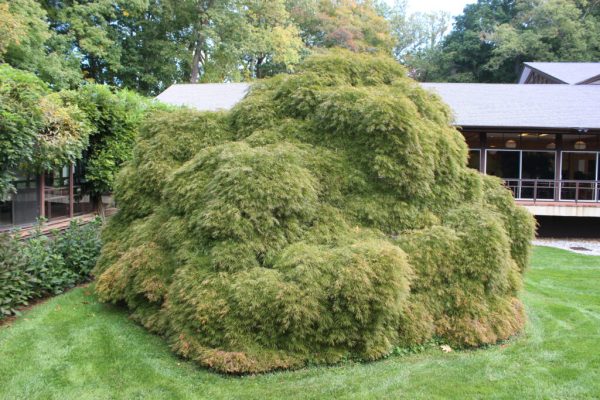 Viridis Japanese Maple