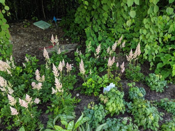 Visions Astilbe