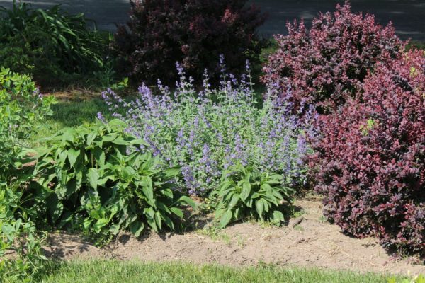 Walker’s Low Catmint