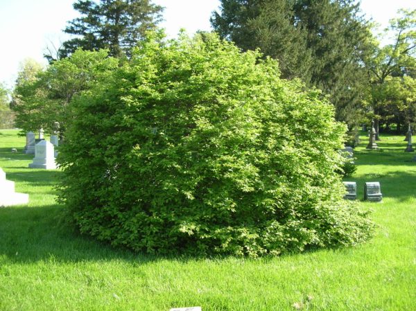 Weeping Hornbeam