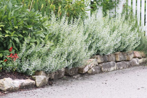 White Cloud Catmint