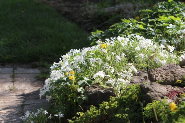 White Delight Phlox