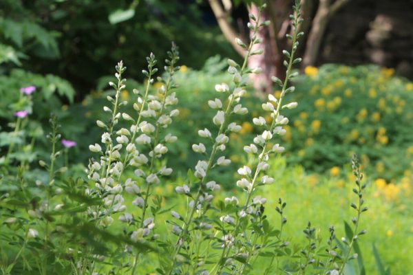 White False Indigo