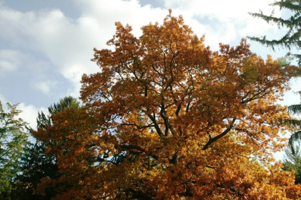 White Oak
