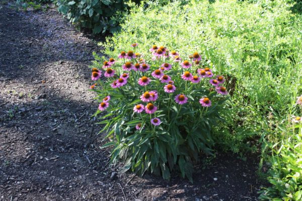 Wild Berry Coneflower