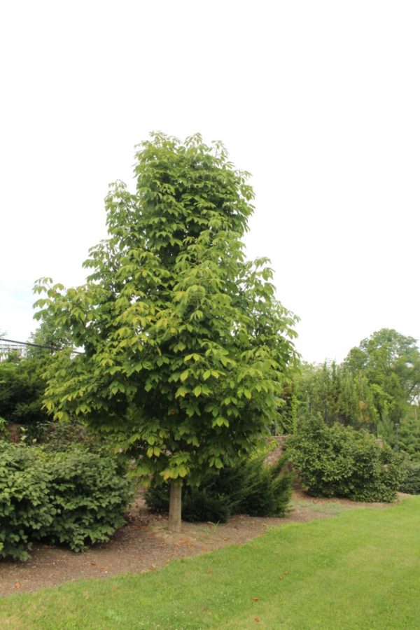 Yellow Buckeye