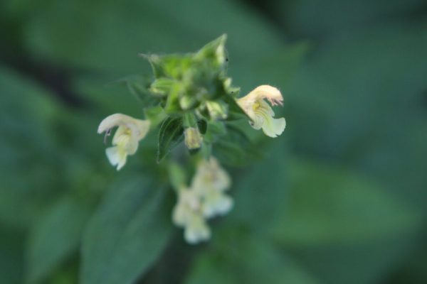 Yellow Sage