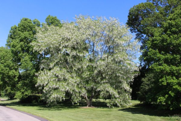 Yellowwood