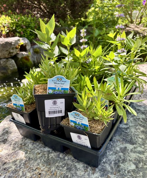 Ready-to-Plant Native Garden