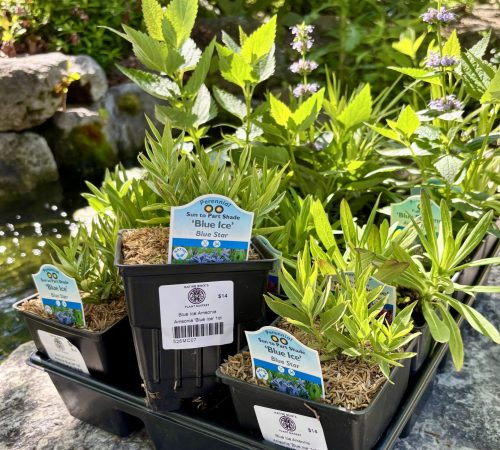 Grab-a-Garden: Native Edition